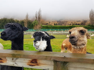 Farm Animal Experience – East
