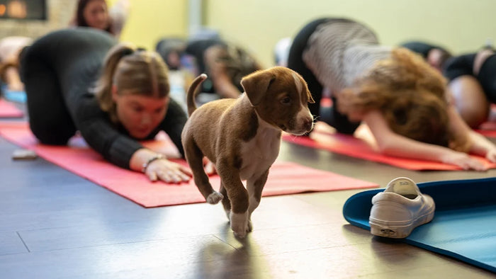 Puppy Yoga! – Canberra