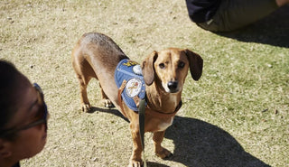 Bondi Markets - Paw Parade – East