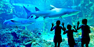 Sea Life Aquarium – Inner West
