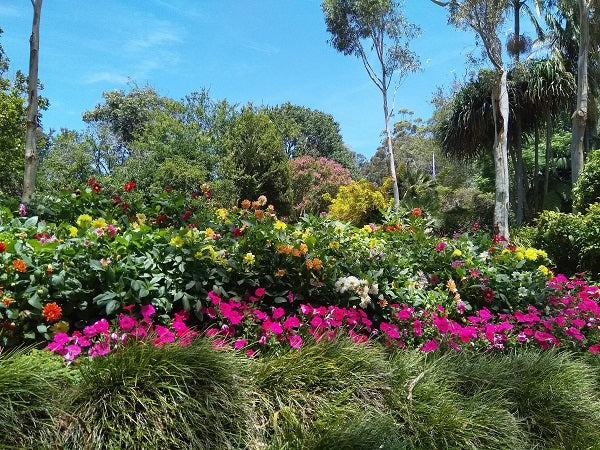 Camelia Gardens Picnic – Shire
