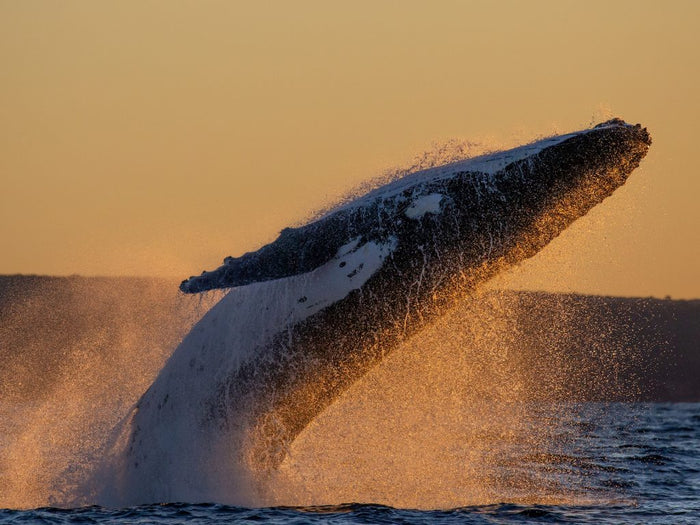Whale Watching Walk & Picnic – Shire