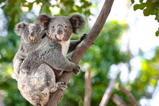 Featherdale Wildlife Zoo – Shire