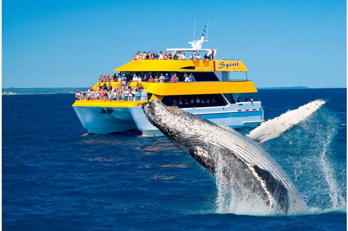 Whale Watching Cruise in Cronulla – Shire