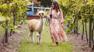 Alpaca Farm Visit – Canberra