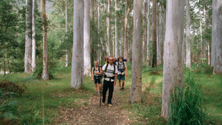 Blue Mountains Bush Walk & Sight Seeing – Shire