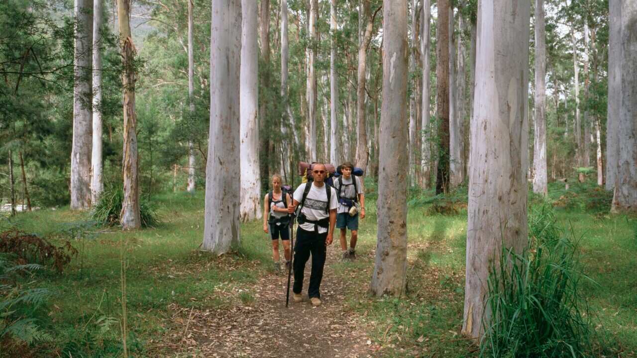 Blue Mountains Bush Walk & Sight Seeing – Shire