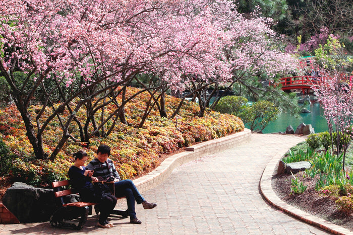 Cherry Blossom Festival – East
