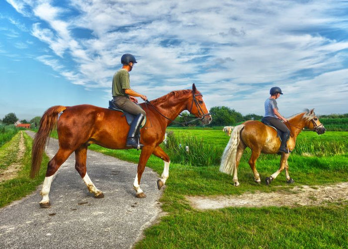Horse Riding – Illawarra