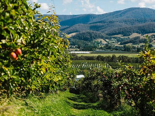 Apple Pie Day at the Apple Farm – Shire