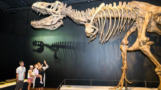 Australian Museum and Art Gallery – Shire