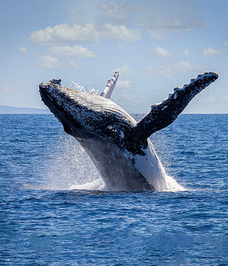Whale Watching Cruise – Illawarra