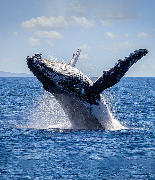 Whale Watching Cruise – Illawarra